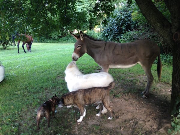 Mini Farm, Vickie Freas, College Grove, LCT Team