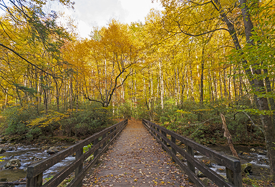 Forest walkway with bridge, LCT Team - Parks